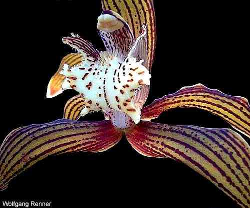 Cymbidium tracyanum